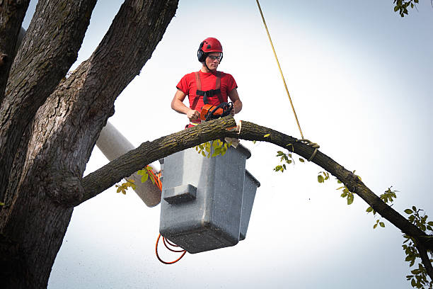 Professional  Tree Services in Charleroi, PA